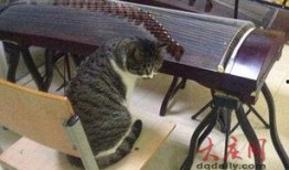 小猫时装爆料视频,小猫时装爆料视频惊艳亮相