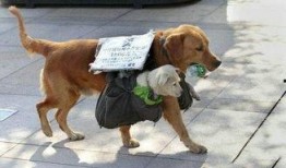 济南骑狗大队爆料视频,街头奇观引发热议