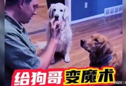 网红狗哥爆料吃瓜视频在线观看,吃瓜视频在线观看，揭秘娱乐圈幕后真相