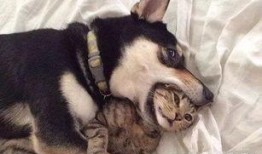 济南骑狗大队爆料视频,街头奇观引发热议