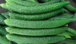 黄瓜农药爆料图片高清视频,高清视频曝光农药滥用现状