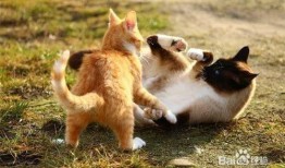 猫咪技能爆料表图解视频,图解视频深度解析