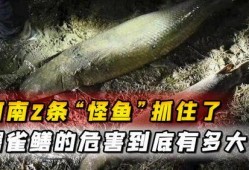 鳄雀鳝最新爆料图片,最新爆料图片曝光！