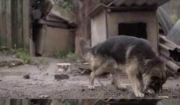 狼狗最新爆料视频大全,揭秘幕后真相，带你走进神秘世界