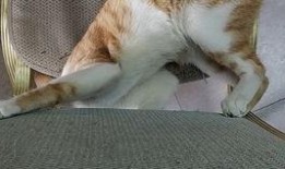 秃崽吃瓜视频链接下载免费,揭秘热门视频背后的趣味与真相