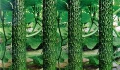 黄瓜农药爆料图片高清视频,高清视频曝光农药滥用现状