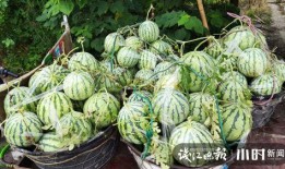 武都吃瓜网红是谁啊图片,武都吃瓜网红是谁？图片带你一探究竟