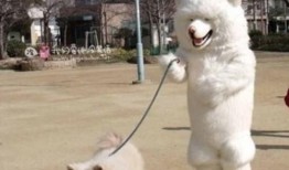 济南骑狗大队爆料视频,街头奇观引发热议