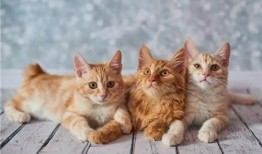 猫咪技能爆料表图解视频,图解视频深度解析